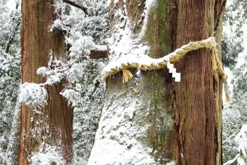 Ancient cedar tree