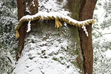 Ancient cedar tree with 'shimenawa' rope