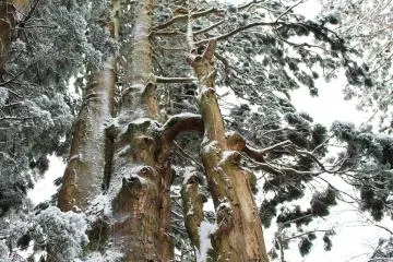 Cedar forest