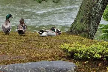Les habitants du jardin