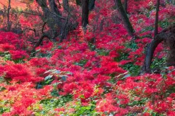 숲 속의 붉은색