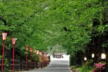 Dake Onsen's main street is lined with cherry trees