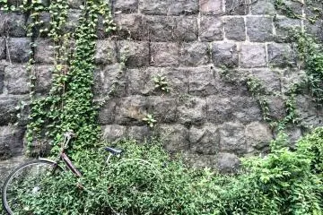 Ivory is taking over this old stone wall in Yanaka 