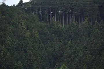Nikko está en medio de bosques como este.