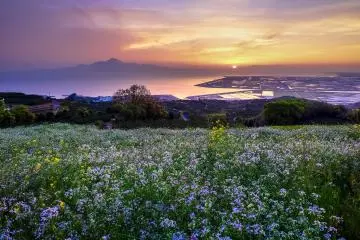 Photo:  Hill of narcissist in Kumamoto. – <a href="https://www.flickr.com/photos/144428576@N06/30500788921/in/photolist-NtfvV4-bvjqb9-bvk33L-bJeg3M-bvjXJd-bvjWDq-bvk2HA-bJeJz4-bvjBiS-bJer1P-tFWDqQ-sMrDDc-tHXMMG-bvjTy7-bvjVUU-bJeEZp-bvjAdU-tk26bp-7qy1Ty-8ZWfEt-496wZe-tyq2bg-bJfcHg-trGncJ-tHXMqu-trFuJC-tJhs5a-trQ3eX-bBDCJy-tw5aV3-DvUCGu-6eCEk3-bJf1PV-bvkhau-bJf1hP-bvjCi1-hpYhxB-trQ2Xz-sMrF1v-trFvrj-yHKirC-nJwUvJ-bvkj7U-bJf2PV-bJeZek-zTsKs5-nfHPAL-bBVKy9-9v9P4H-5FhmfR" target="_blank" rel="noreferrer noopener nofollow">Kohji Asakawa</a> / <a href="https://creativecommons.org/publicdomain/zero/1.0/" target="_blank" rel="noreferrer noopener nofollow">CC0 1.0</a>