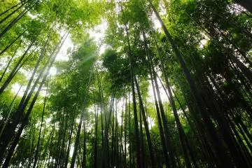 Descubre Kamakura