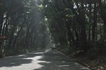 The pathway in Meiji Jingu surrounded by nature