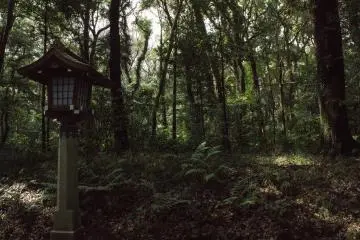 A rich green and peaceful forest within Meiji Jingu