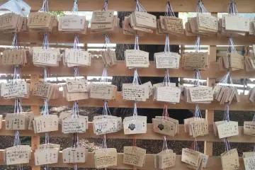 The camphor tree surrounded by ema or tablets with wishes and hopes written on them
