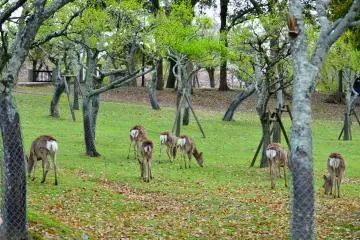 Nara Park