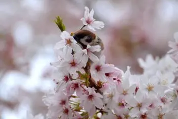 Sakura Season 