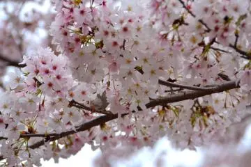 Sakura or cherry blossoms