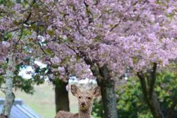 Nara Park