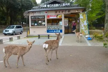 Cafe at a crossing in Nara