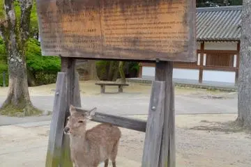 Deer at Todai-ji