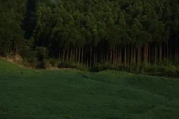 Entre las colinas de Hakone