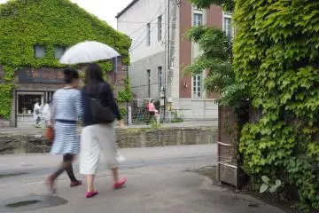 Le lierre du petit canal