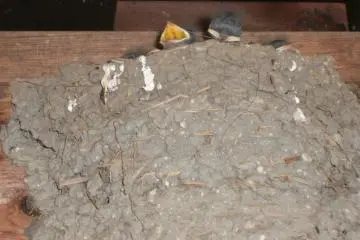 Baby swallows in Tsumago