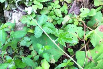 Wild strawberries growing by the path