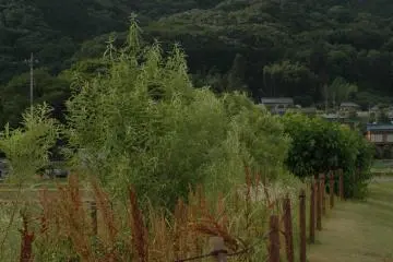 Mt. Hiwada looms in the background.