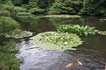 Les nénuphars et les poissons