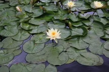 Une fleur de nénuphars
