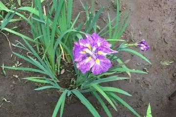 Un iris