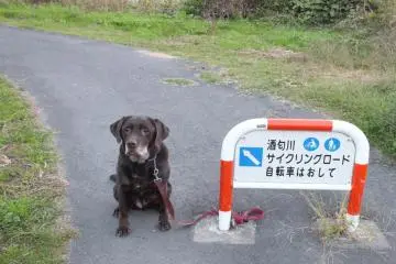 Meet my pet dog Lab