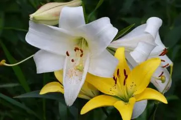 Lilies In Full Bloom In Tokorozawa