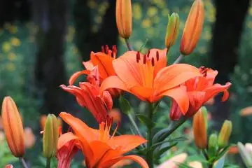 Lilies in full bloom.