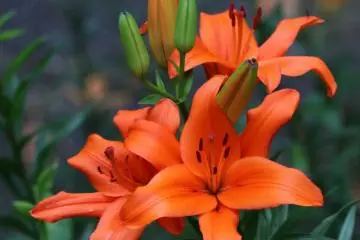Lilies in full bloom.