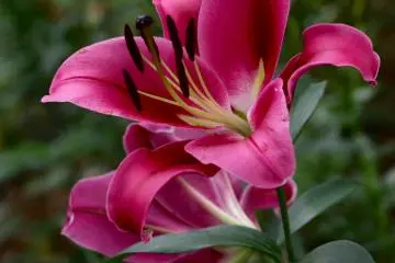 Lilies in full bloom.