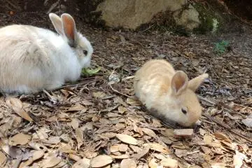 아기 토끼!