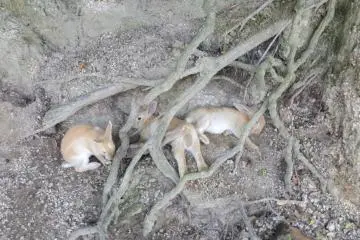 토끼