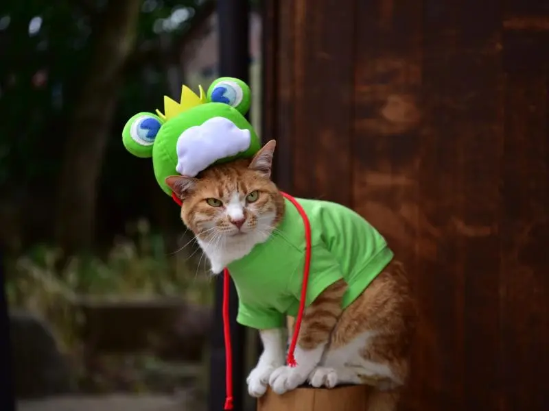 日本限定 Onsen frog cat Ban MID-ANI-165_unframed.jpg?v=