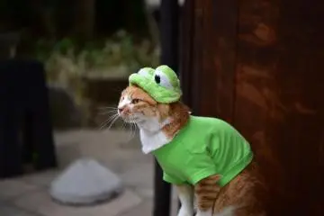 Frog cat