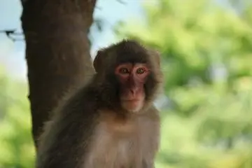 Parque de monos en Kioto