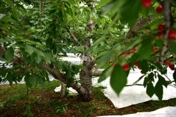 Cherry tree