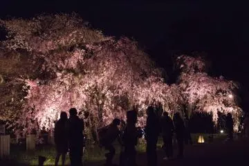 Less commercialised than other tourist spots, it was a pleasure to enjoy the sakura in relatively more peace and quiet