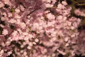 The dim lighting of the sakura gave the blossoms a whole different feel than from daytime