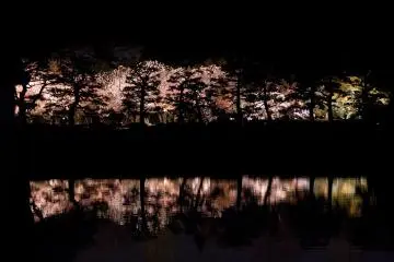 The view of lit up sakura from across the moat