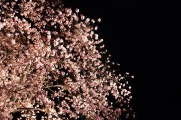 Shooting the soft pink against the black night sky was a new and delightful experience