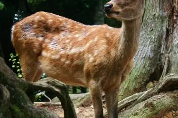 Peeking out from behind a tree