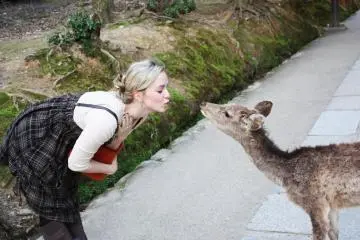 Deer kiss