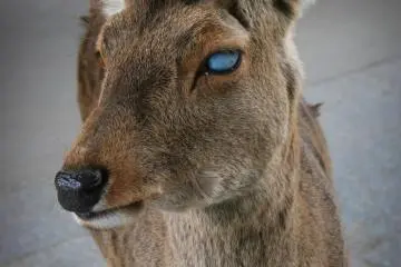 The deer oracle