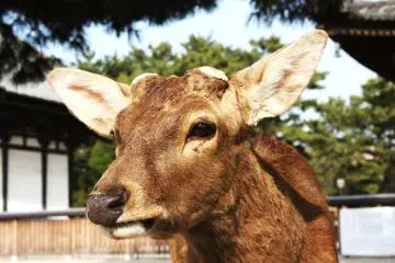 No more antlers