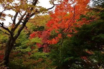 Les feuilles d'érable deviennent rouge vif