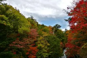 Le ciel bleu perce au travers des belles feuilles d'automne