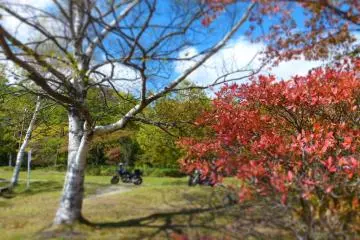 White birch and red leaves of Japanese maple under the blue sky