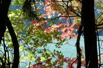Nice colorful leaves in autumn
